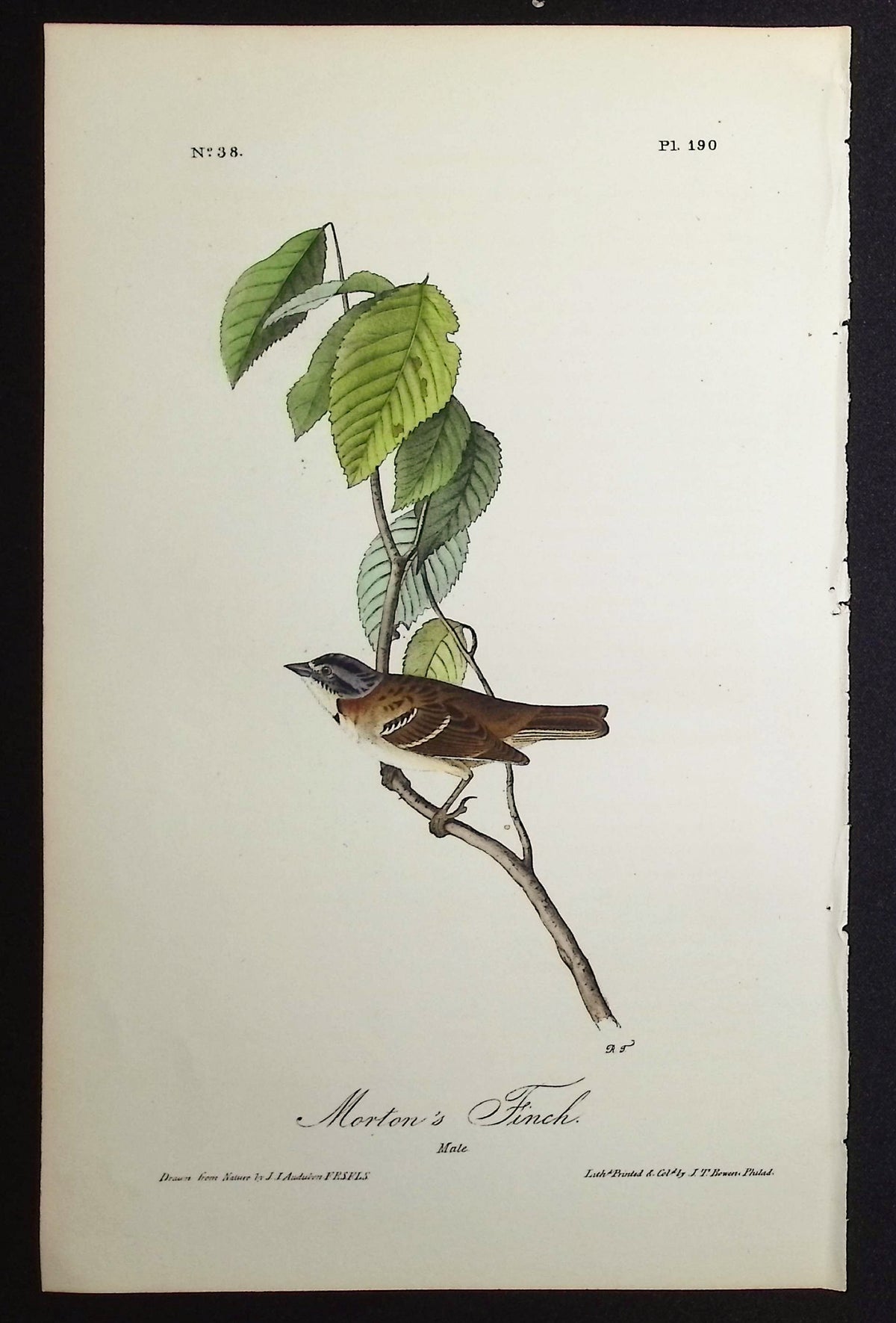 Morton's Finch