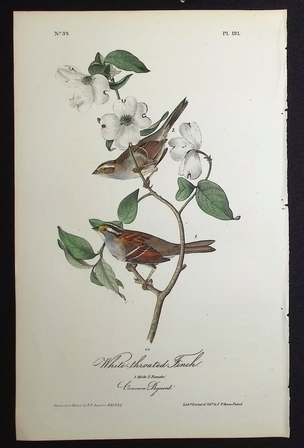 White-throated Finch