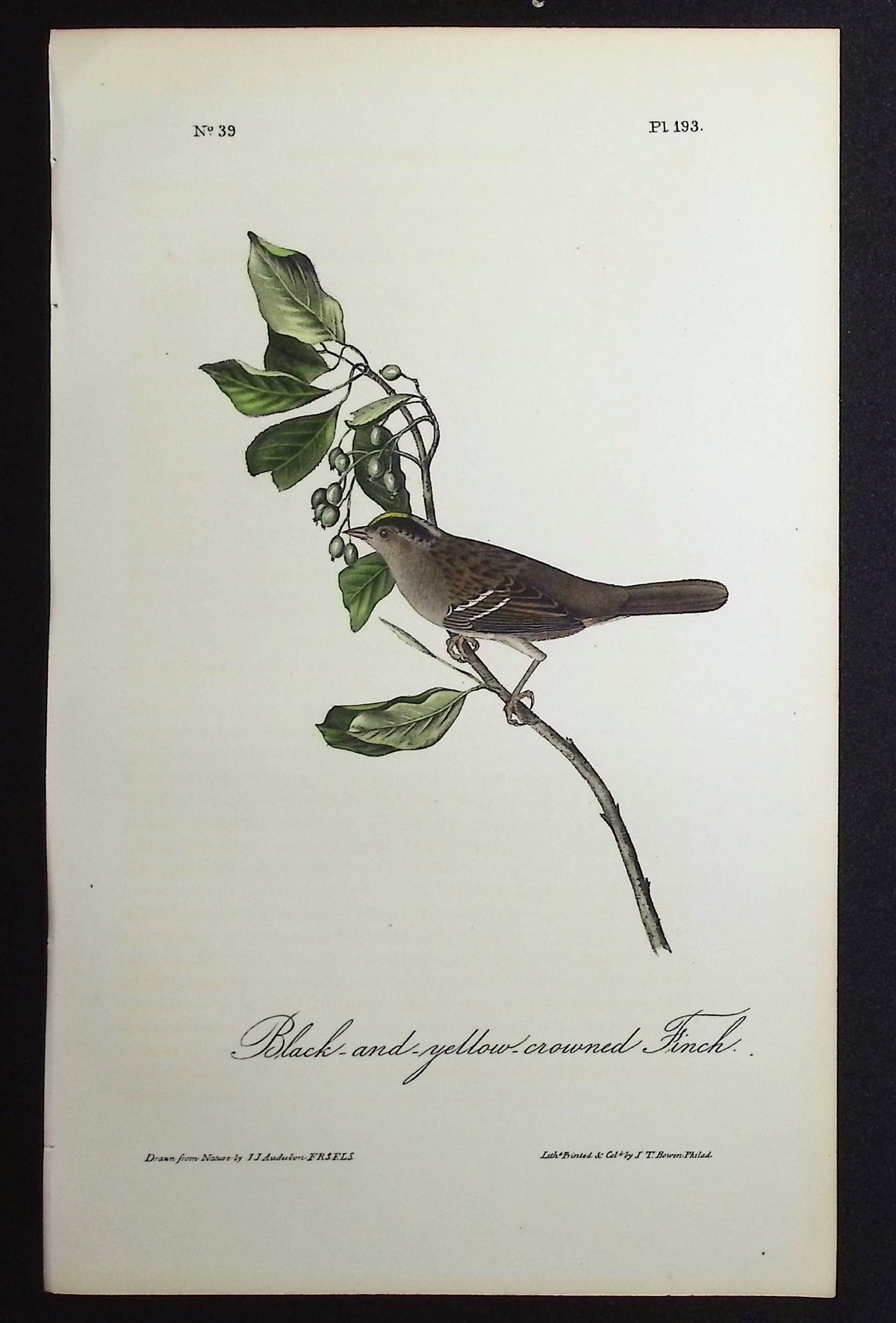 Black-and-yellow-crowned Finch