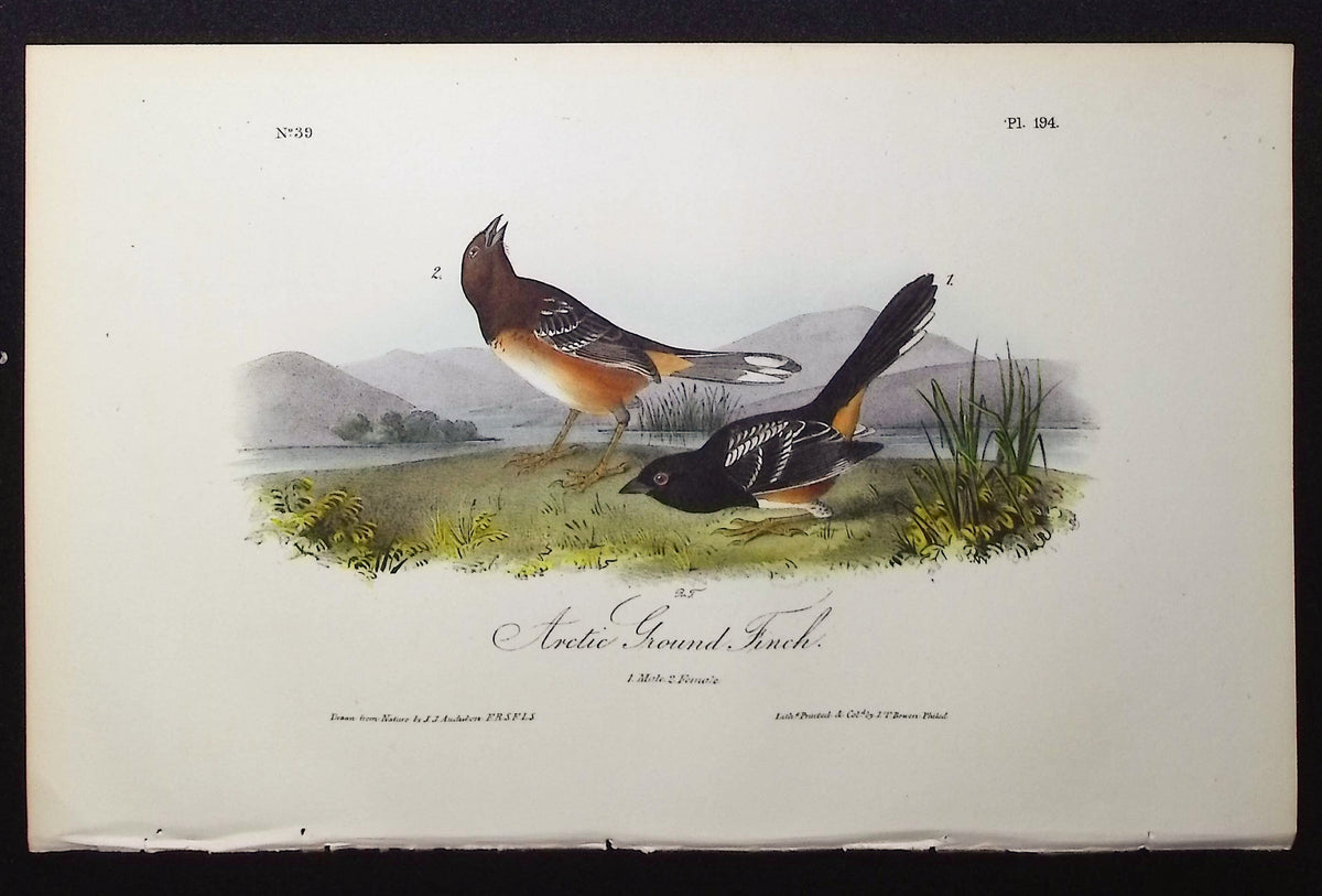 Arctic Ground Finch