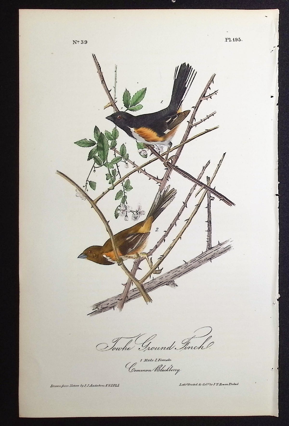 Towhe Ground Finch