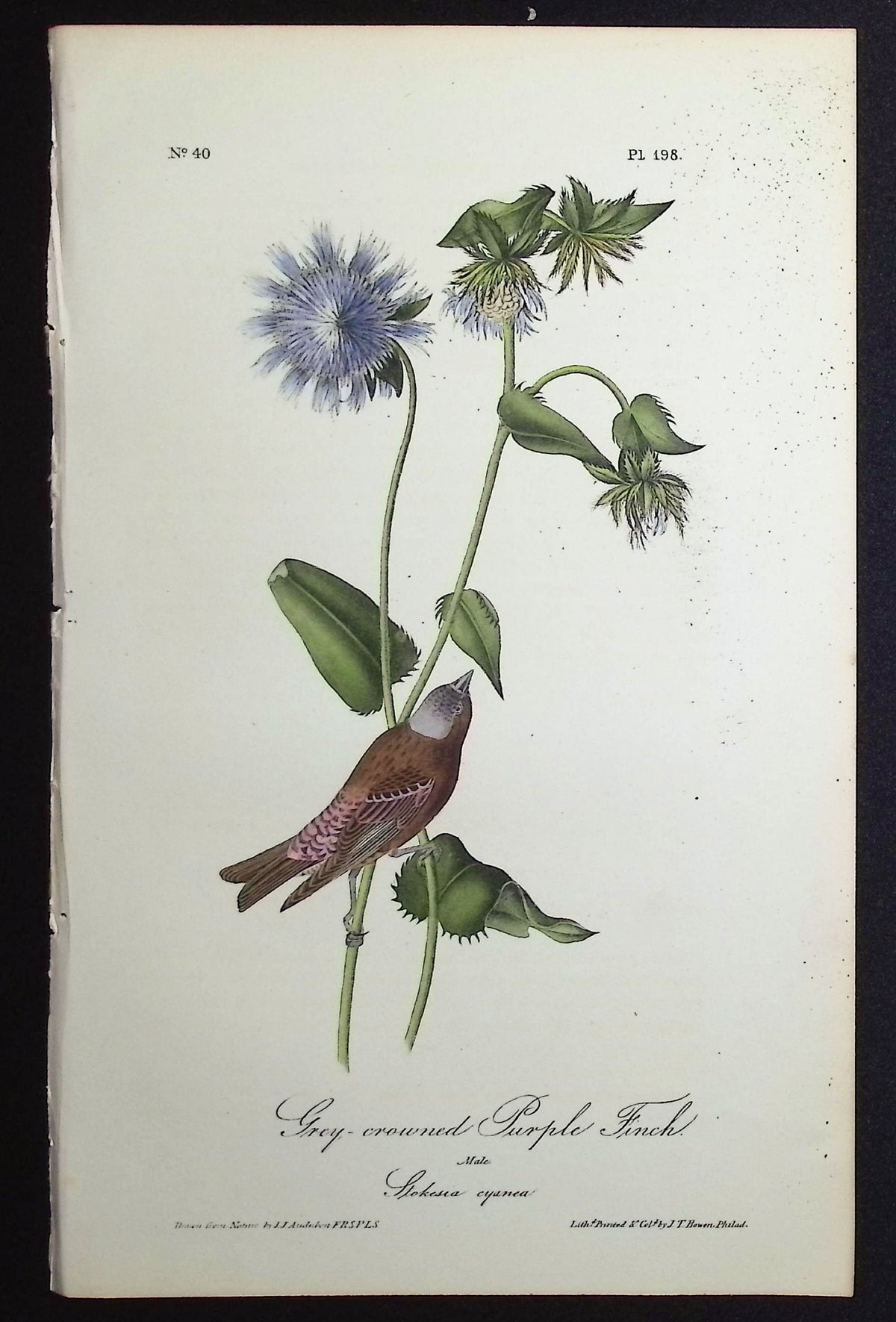 Grey-crowned Purple Finch