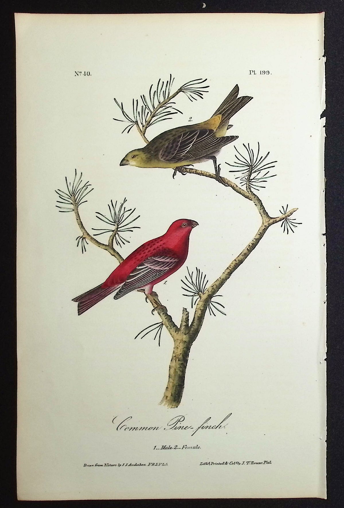 Common Pine-finch