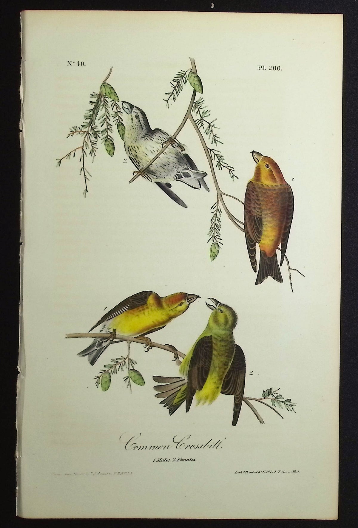 Common Crossbill