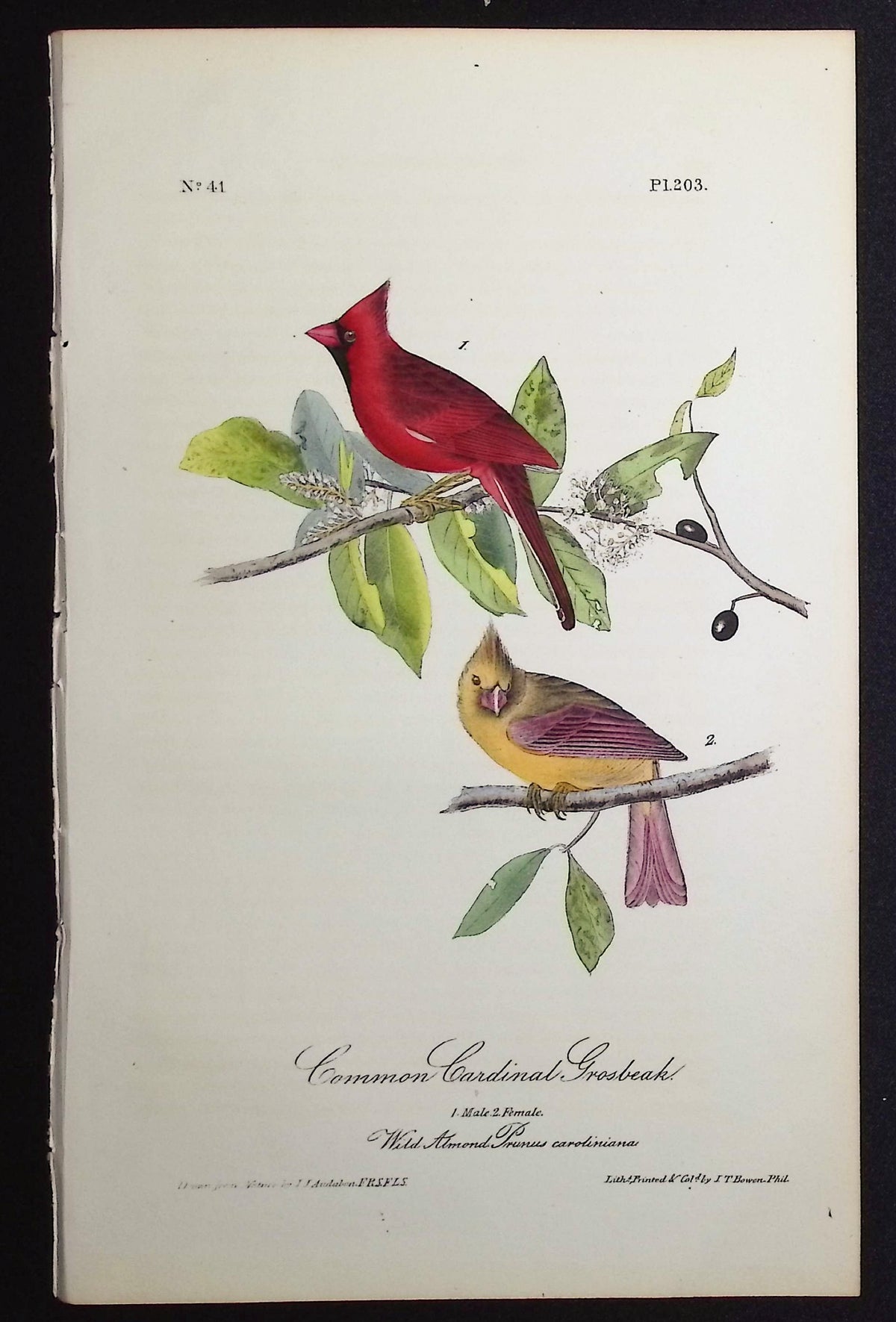 Common Cardinal Grosbeak