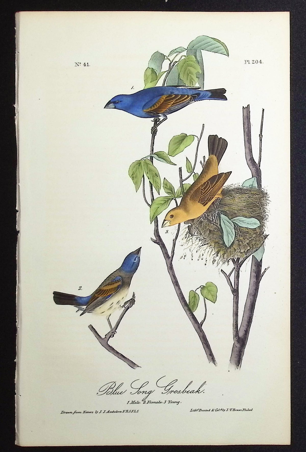 Blue Song Grosbeak