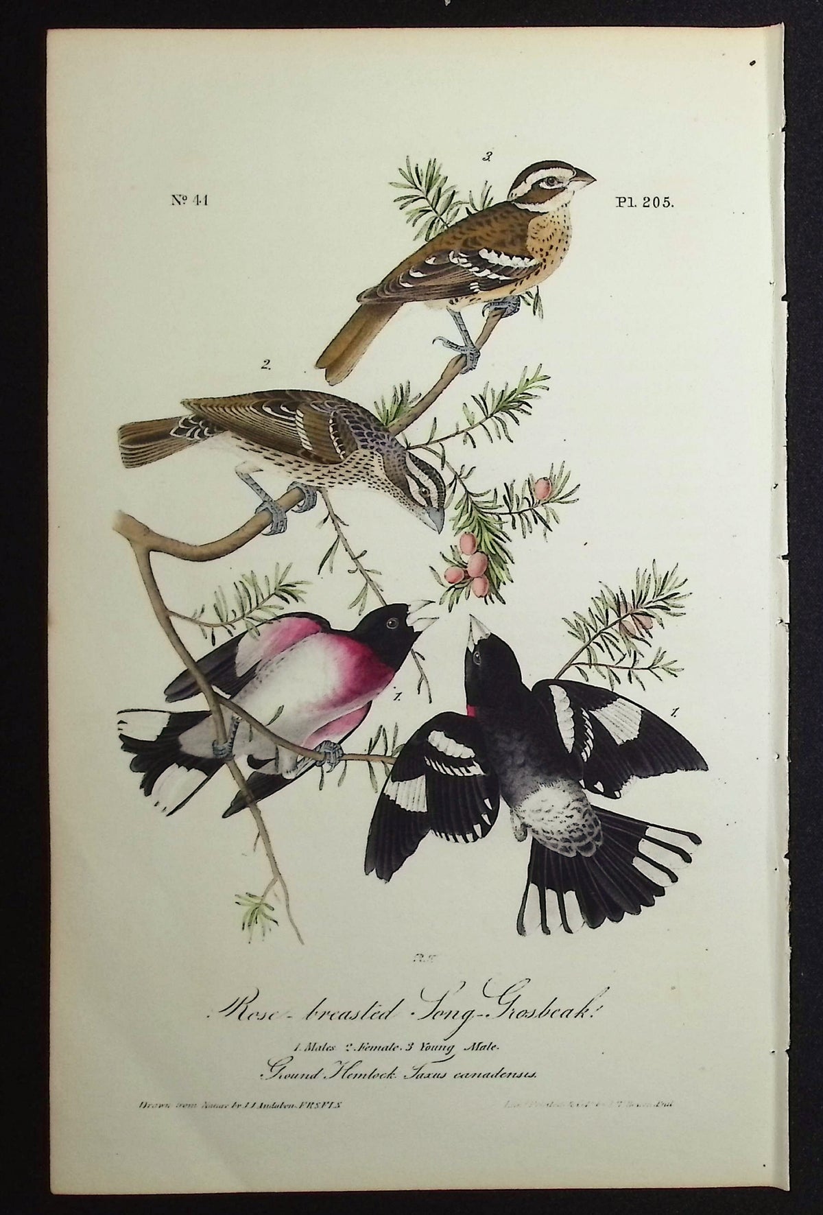 Rose-breasted Song-Grosbeak