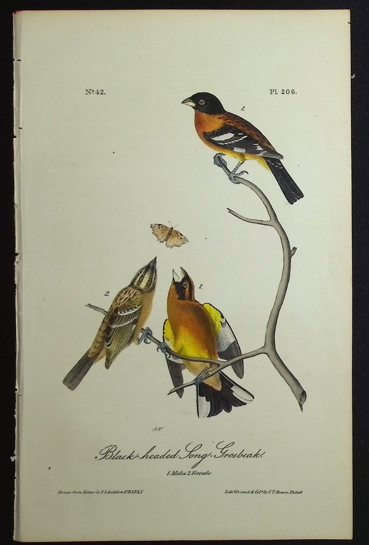 Black-headed Song-Grosbeak