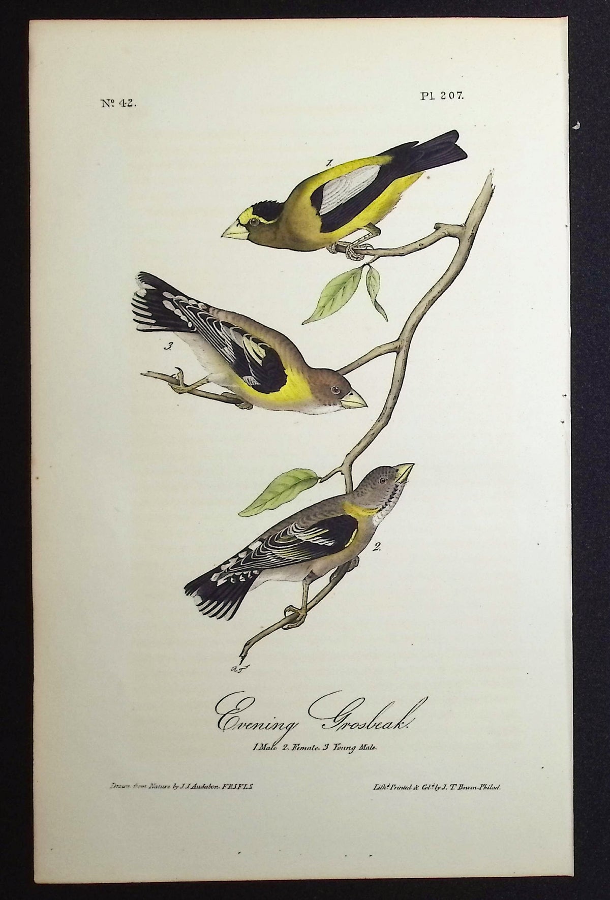 Evening Grosbeak