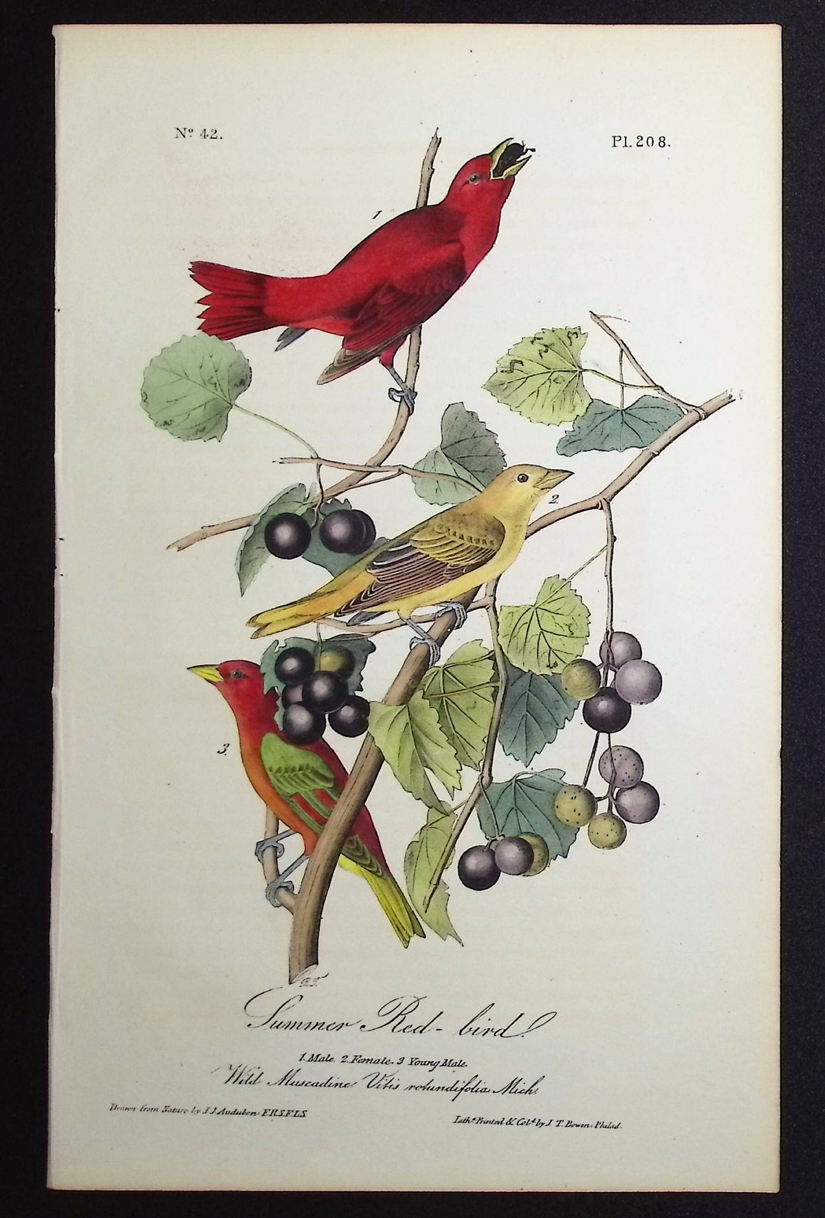 Summer Red-bird