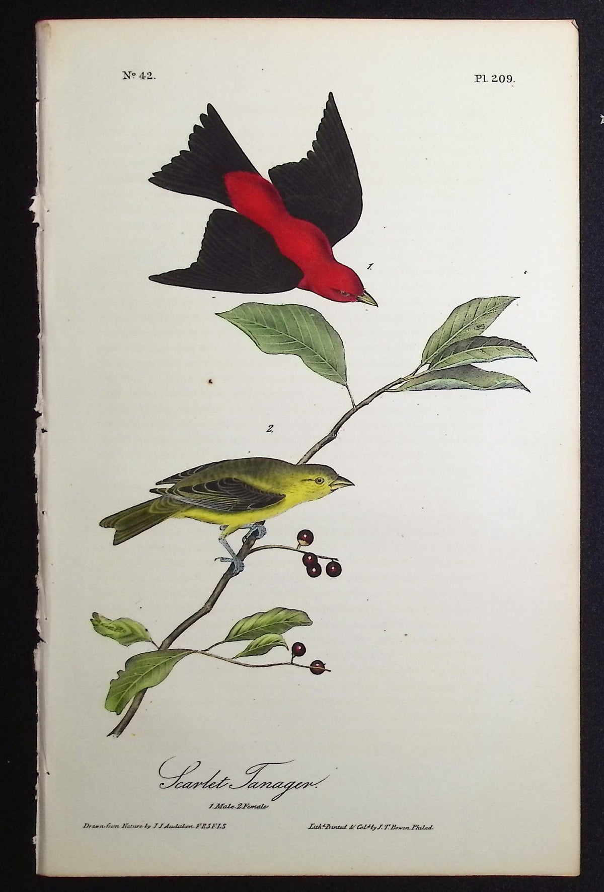 Scarlet Tanager