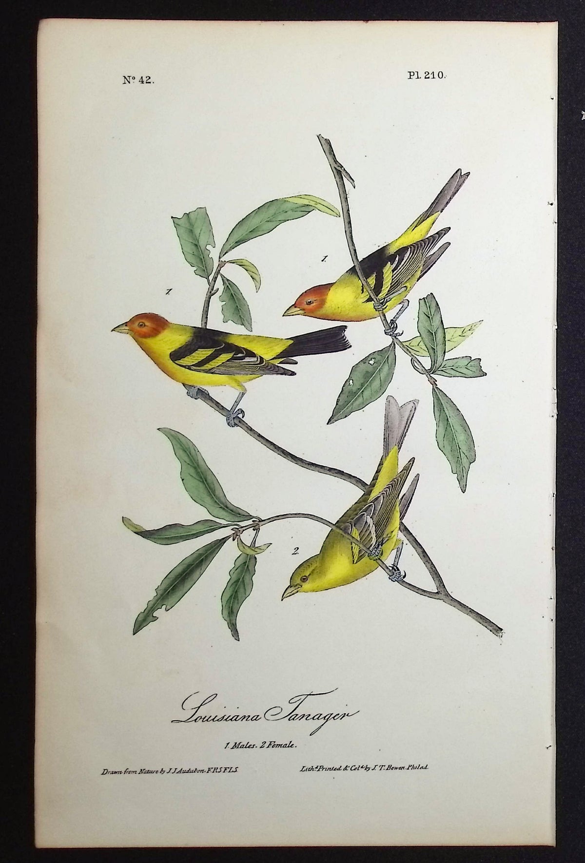 Louisiana Tanager