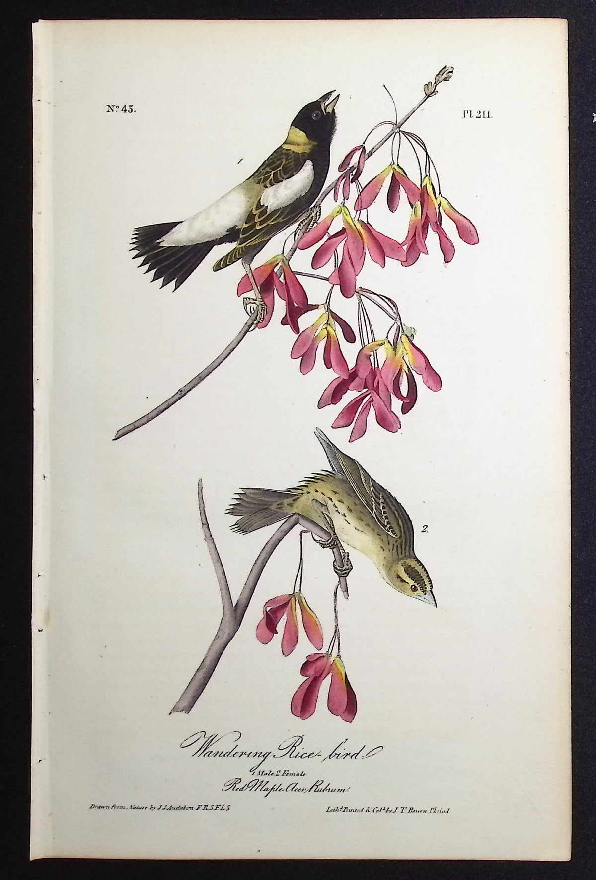 Wandering Rice-bird