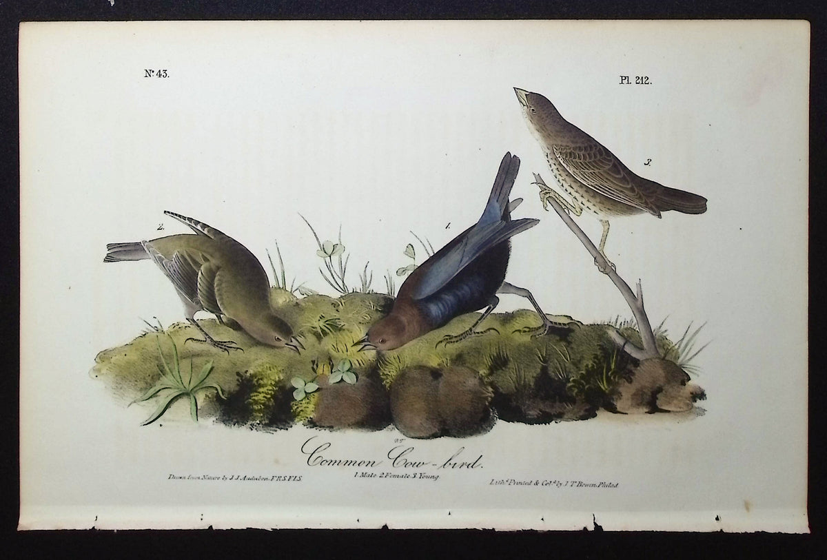 Common Cow-bird