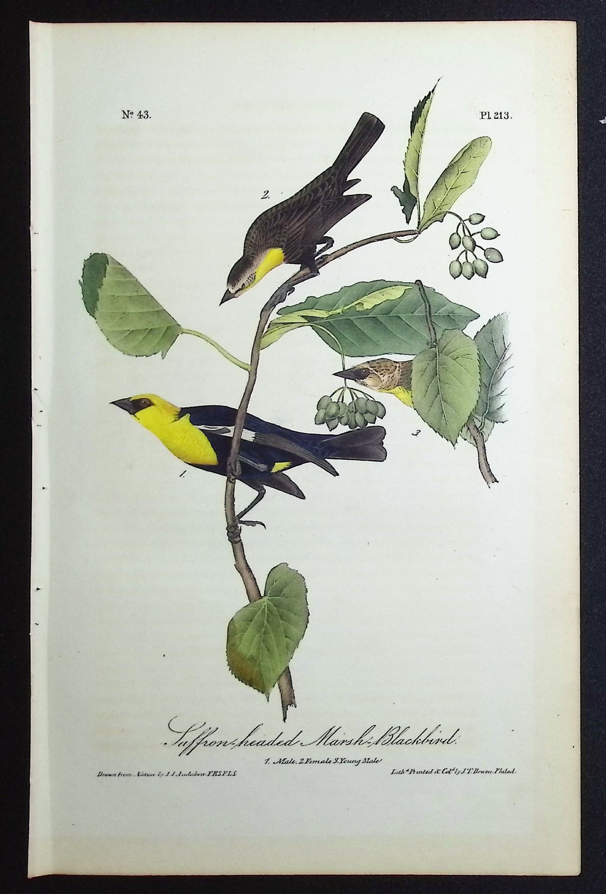 Saffron-headed Marsh-Blackbird