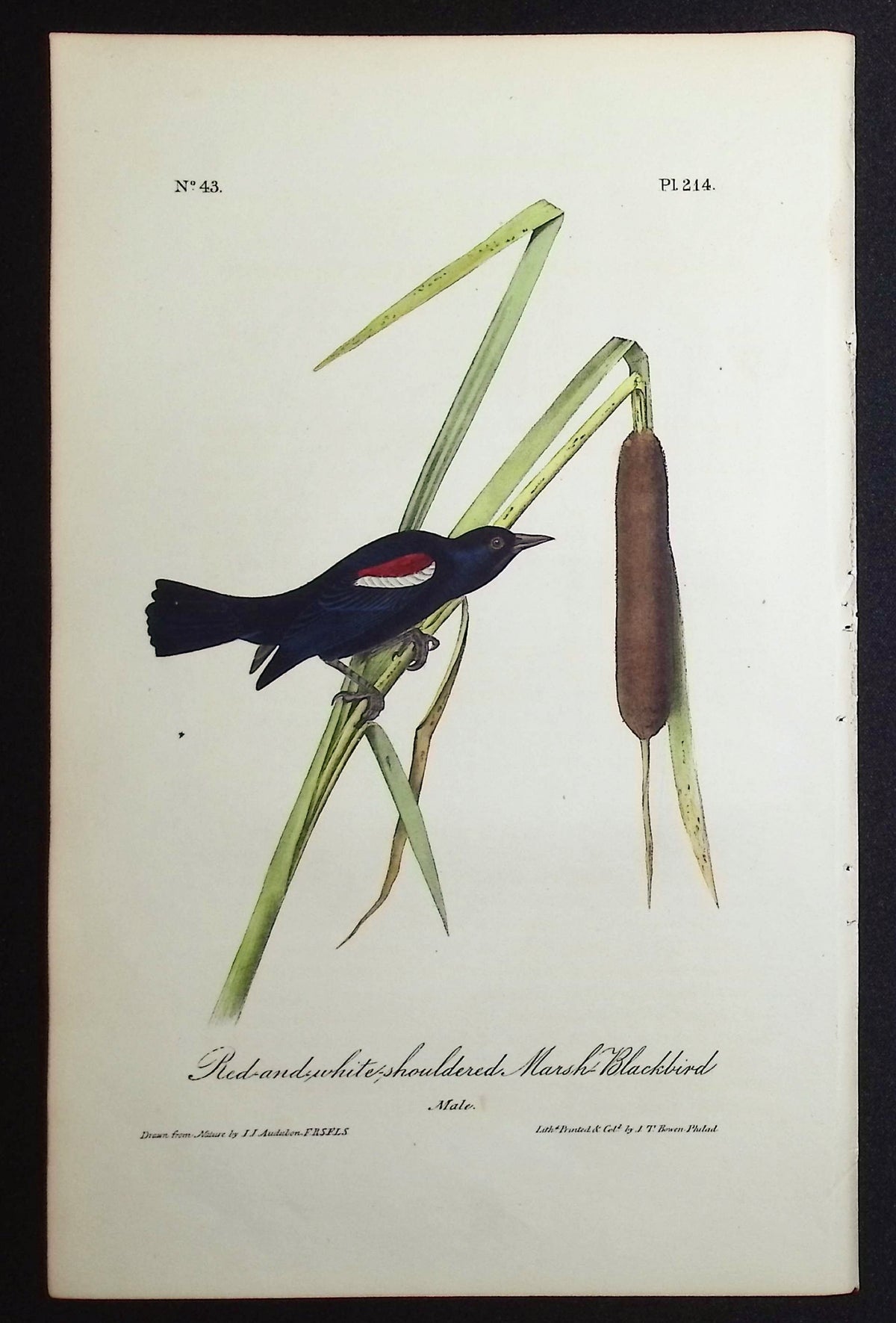 Red-and-white-shouldered Marsh-Blackbird