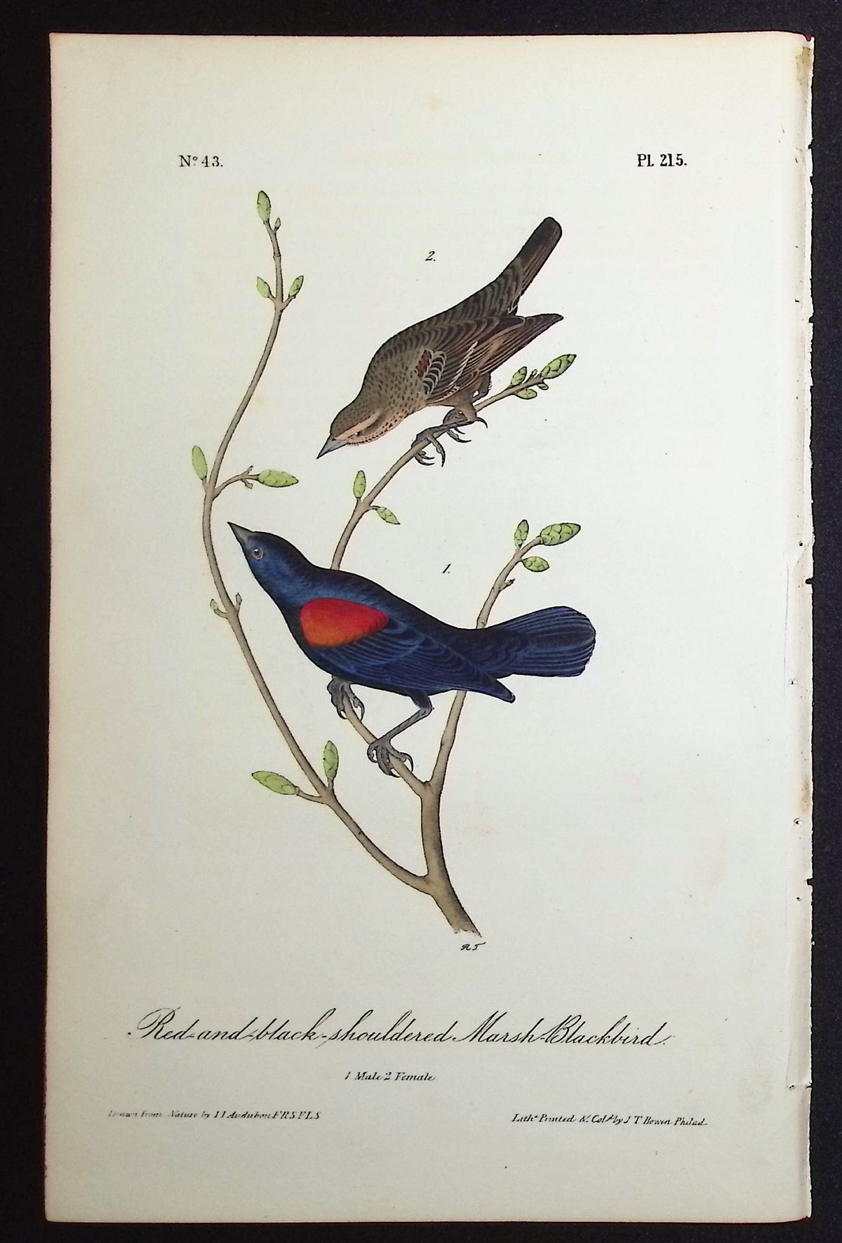 Red-and-black-shouldered Marsh-Blackbird
