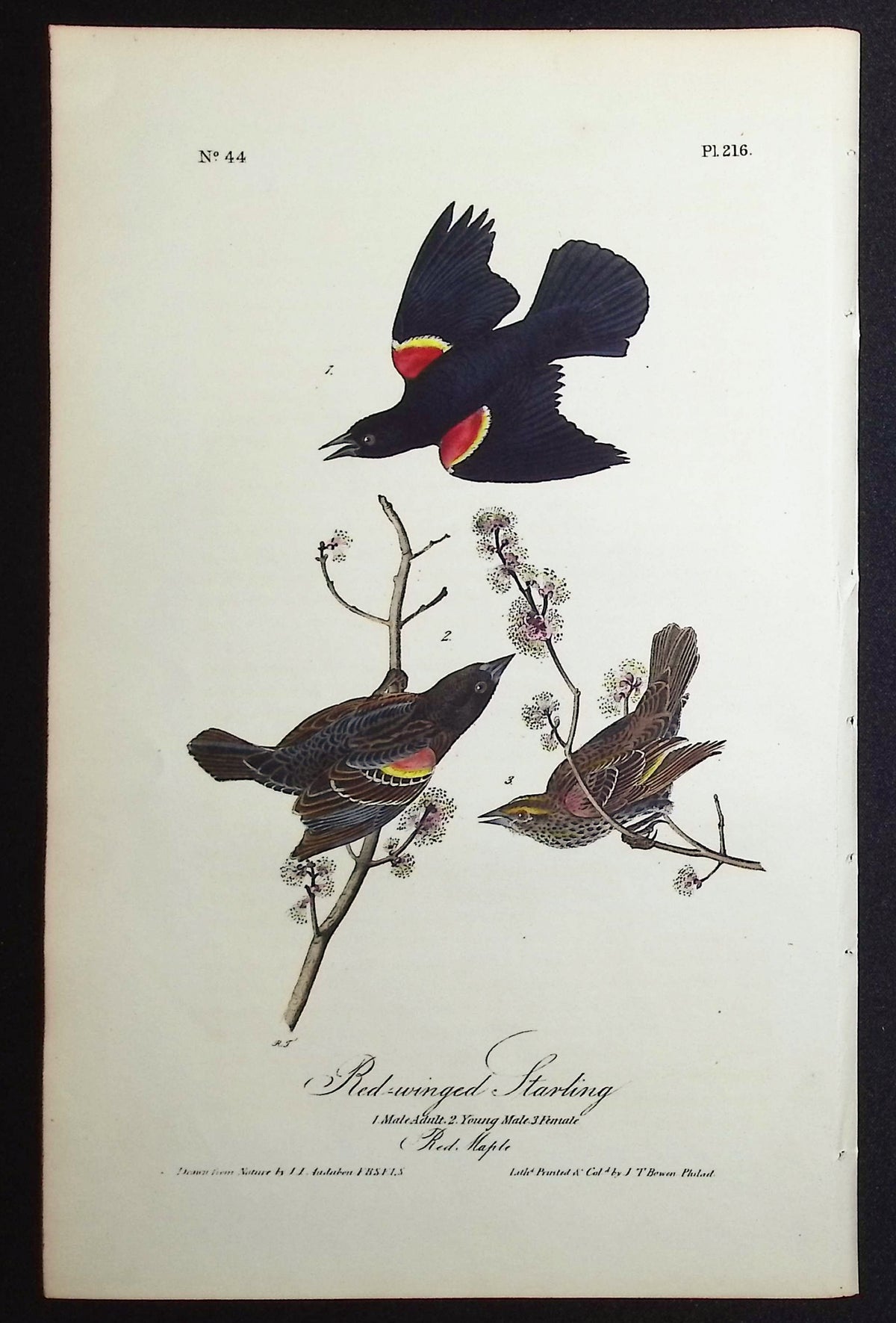 Red-winged Starling