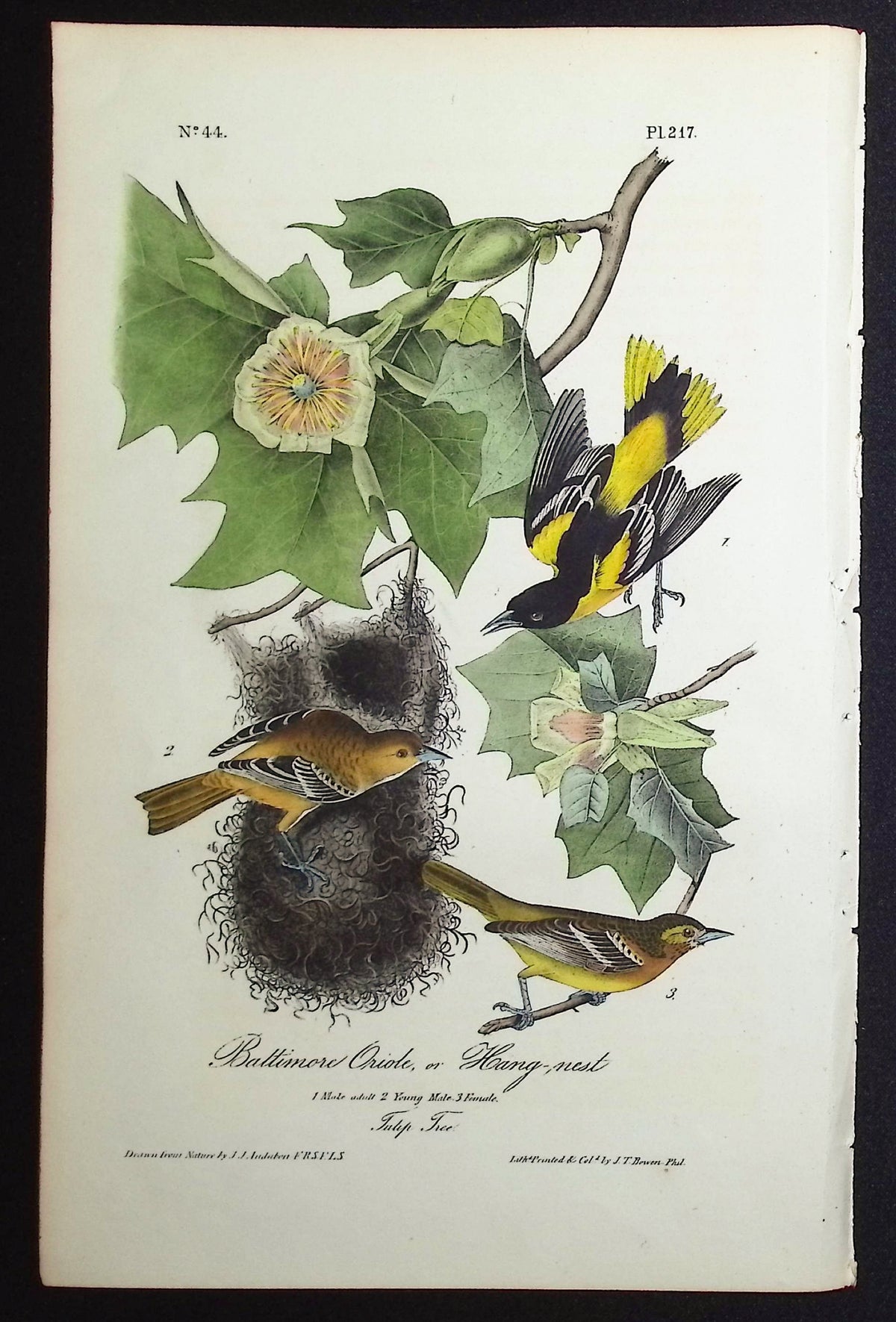 Baltimore Oriole, or Hang-nest