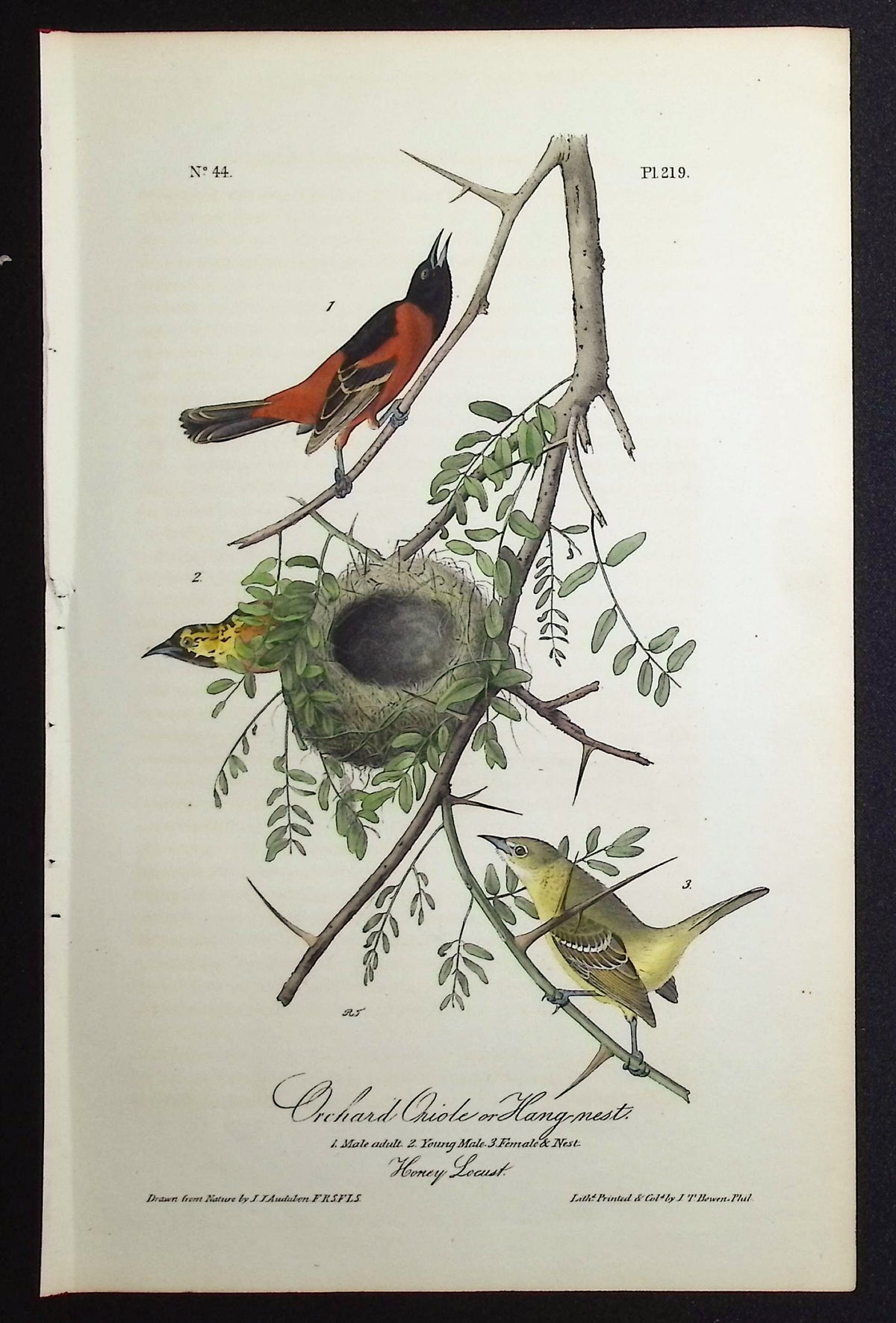 Orchard Oriole or Hang-nest
