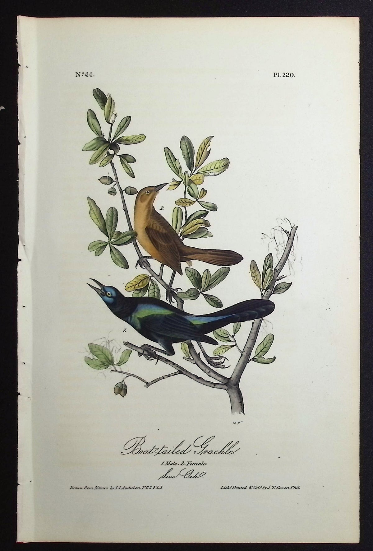 Boat-tailed Grackle