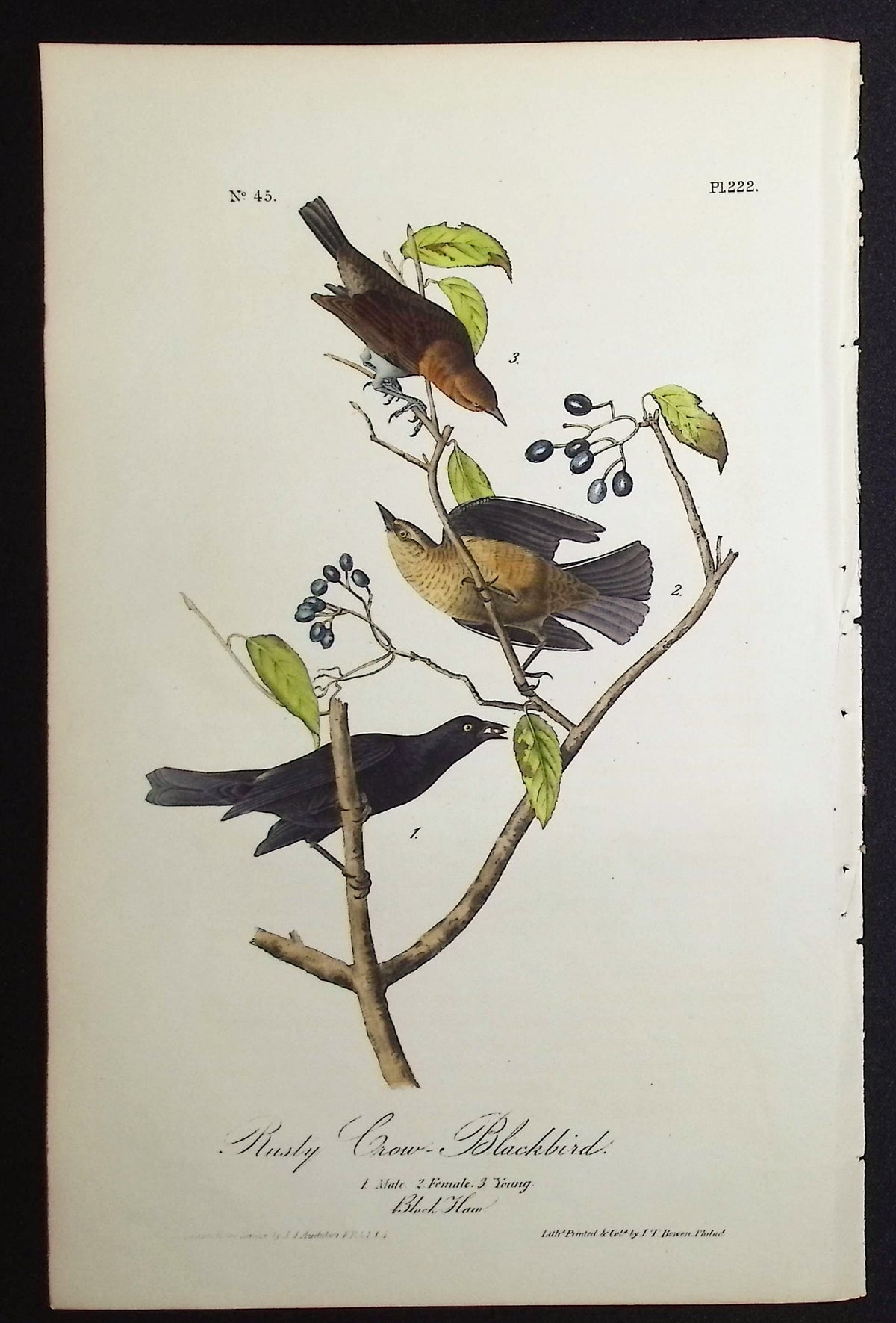 Rusty Crow-Blackbird