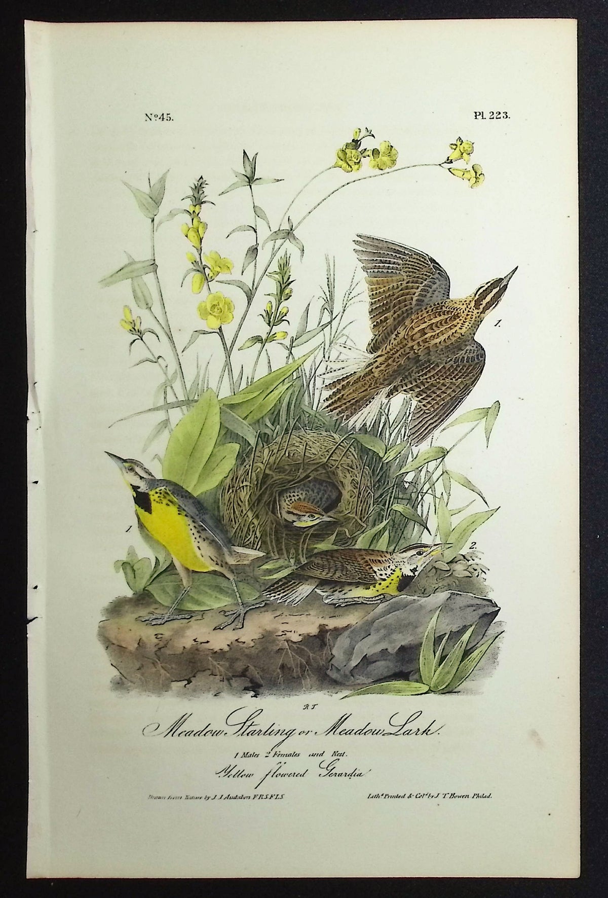 Meadow Starling or Meadow Lark
