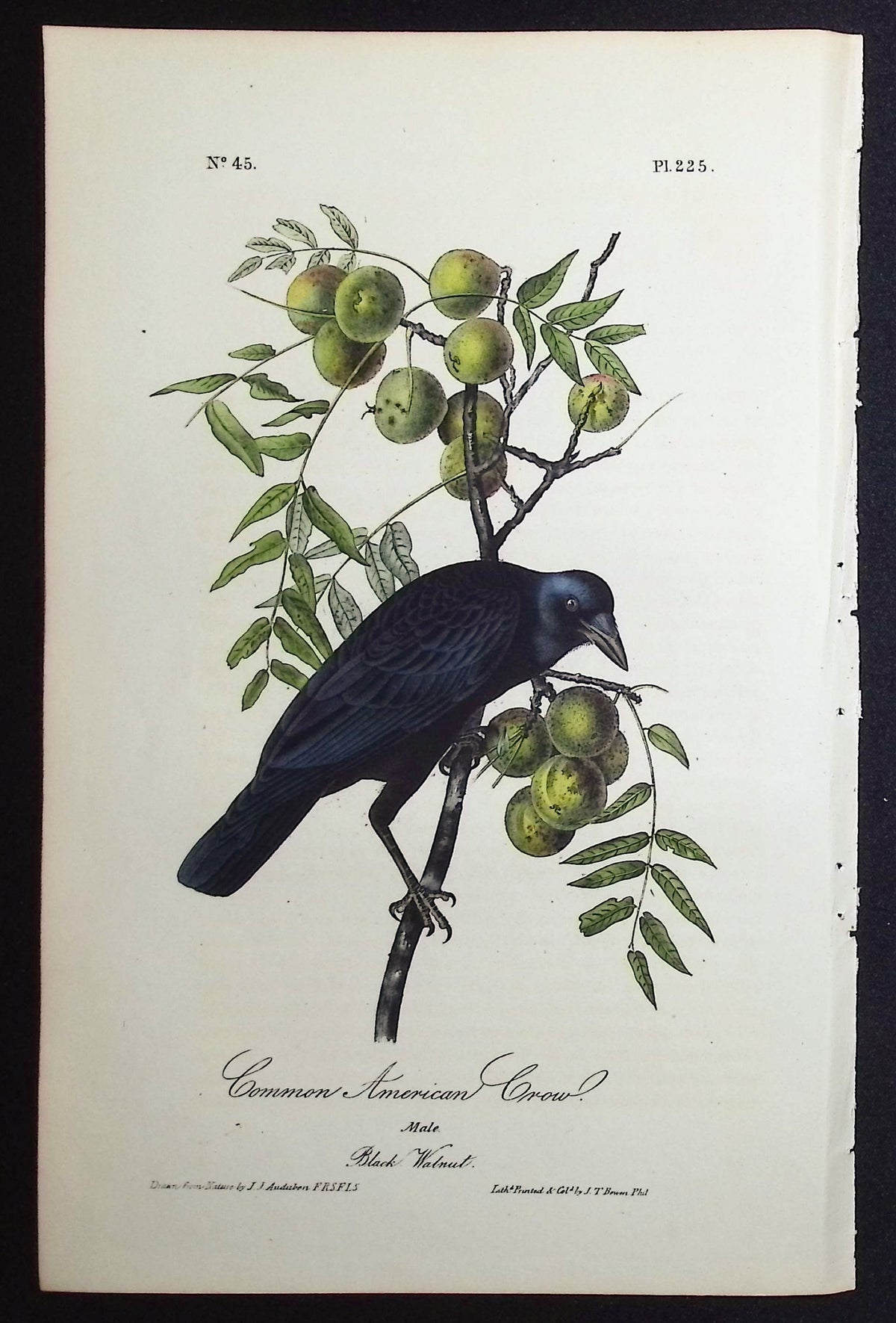 Common American Crow