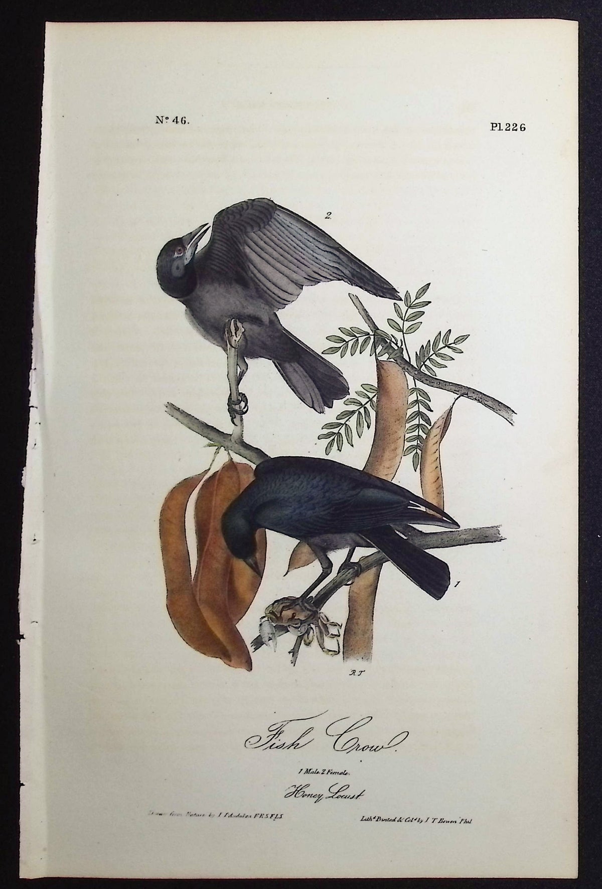 Fish Crow