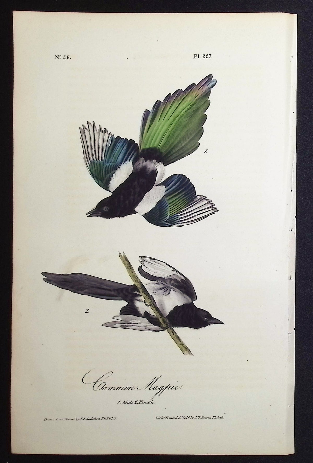 Common Magpie