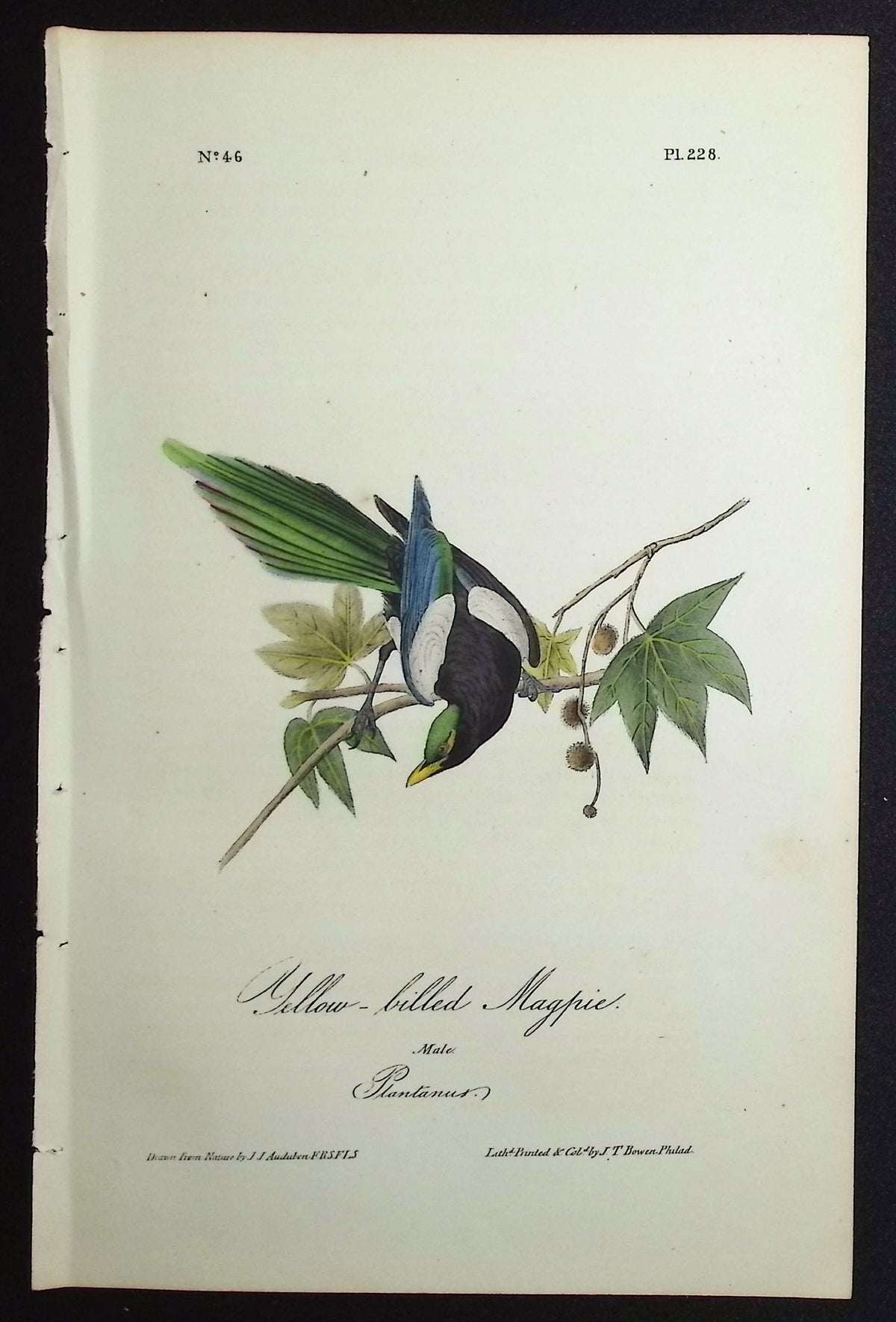 Yellow-billed Magpie
