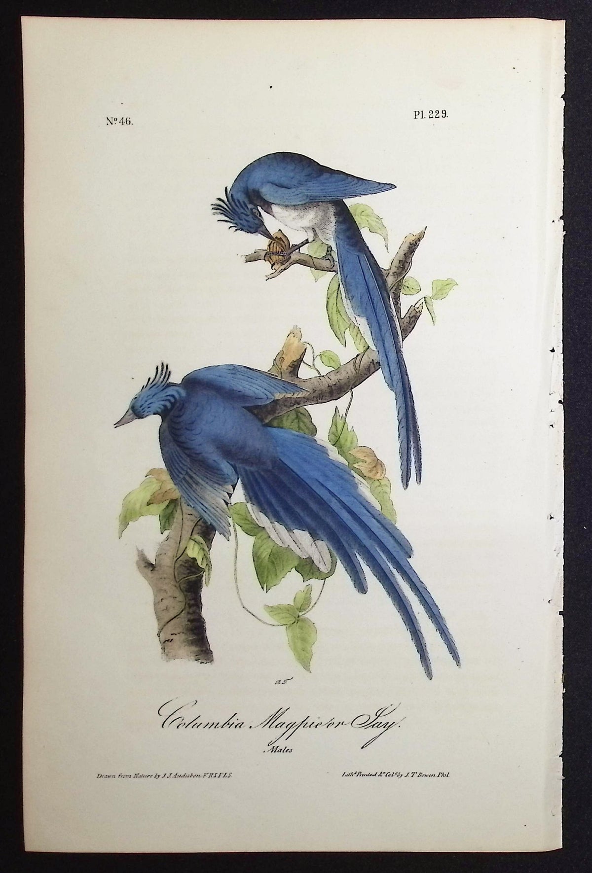 Columbia Magpie or Jay