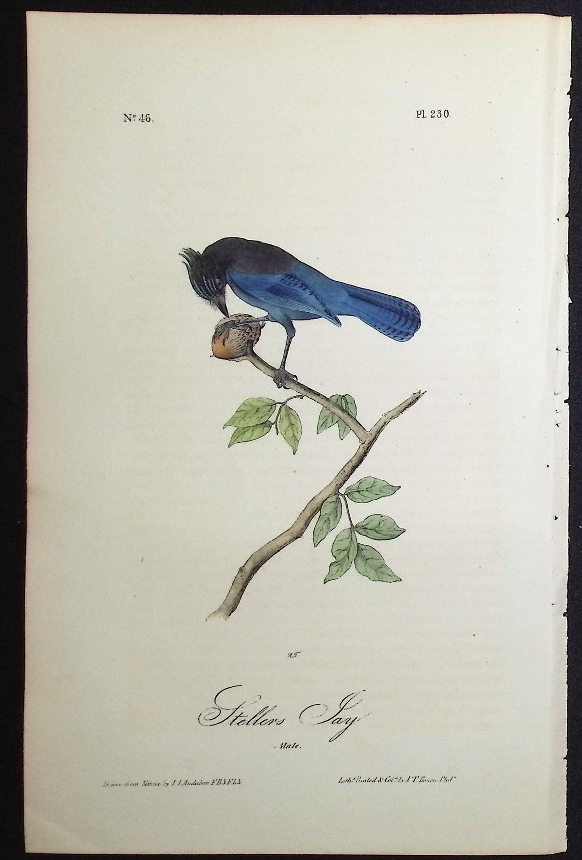 Stellers Jay