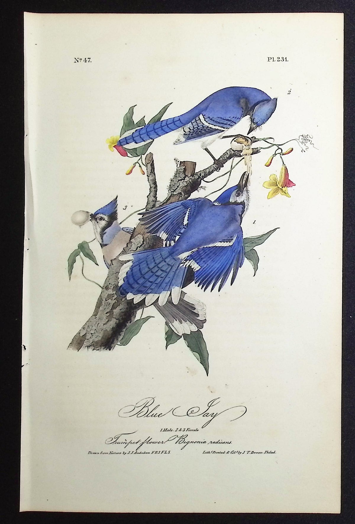 Blue Jay