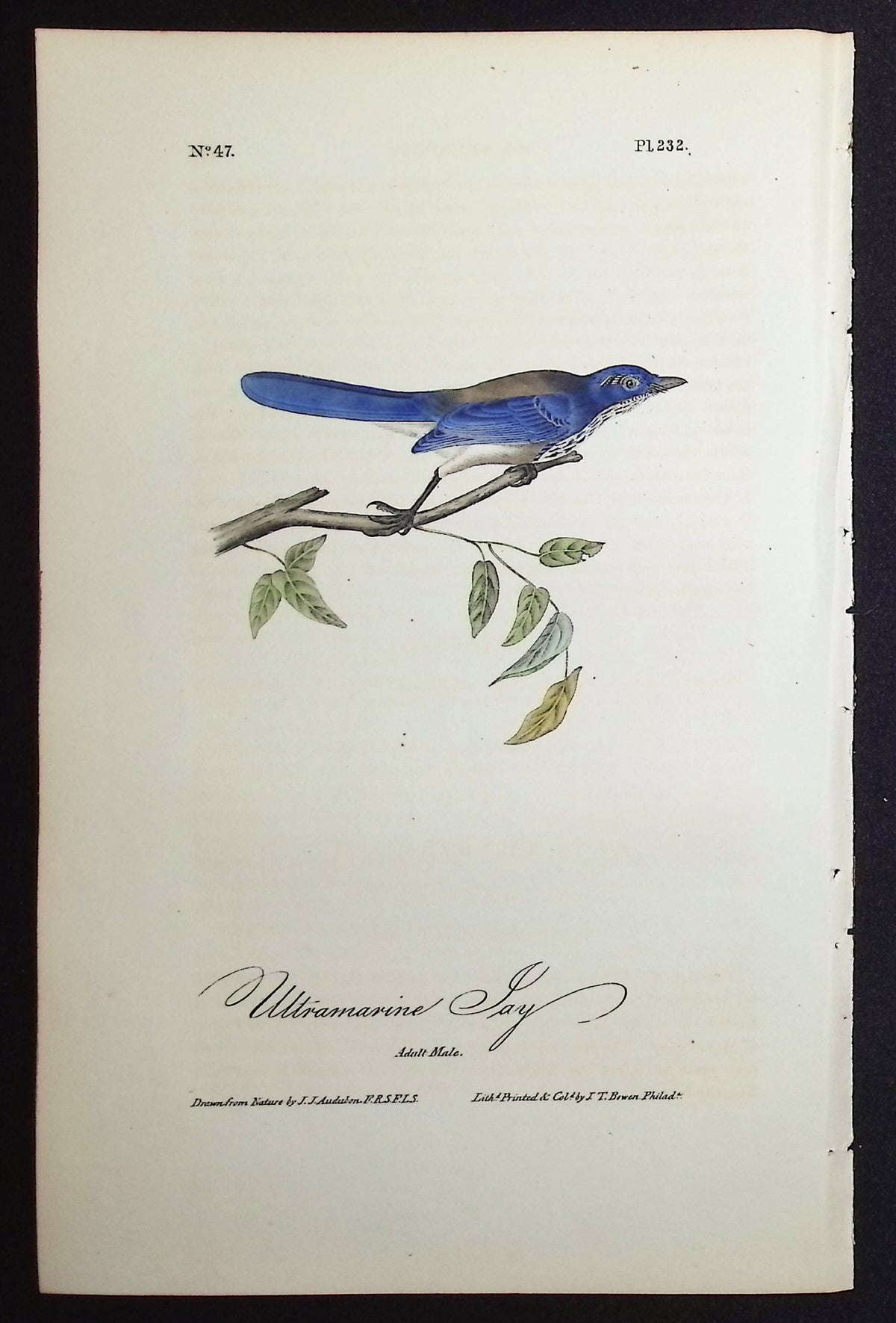 Ultramarine Jay