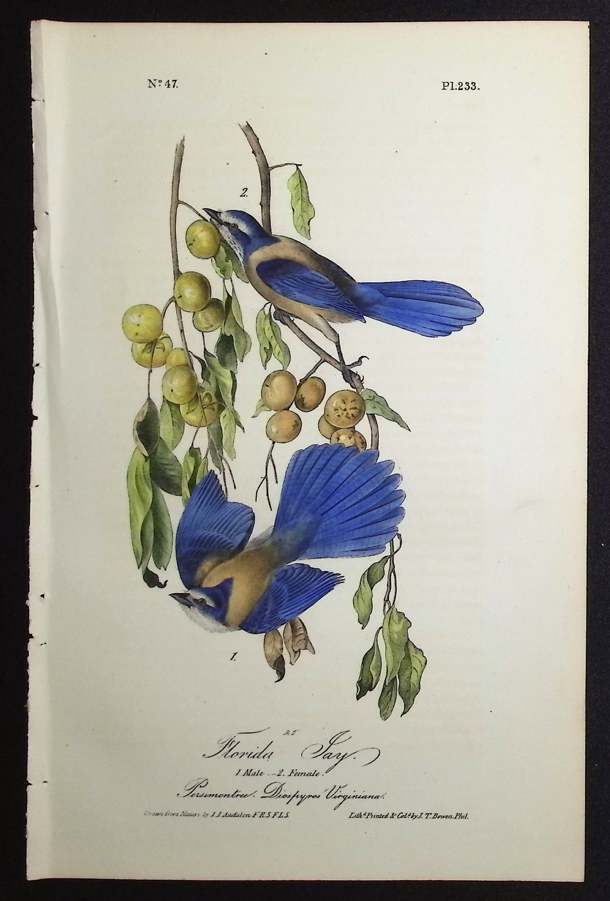 Florida Jay