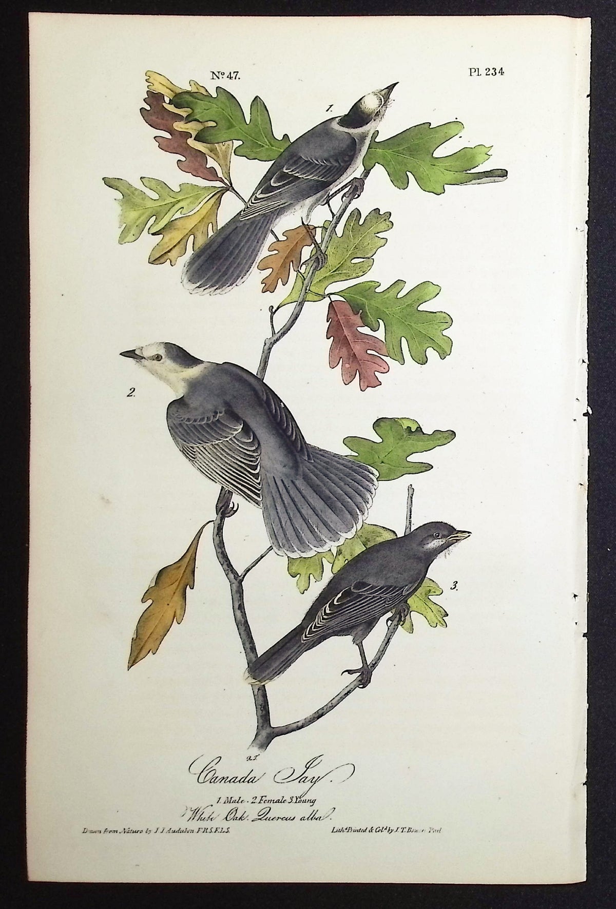 Canada Jay