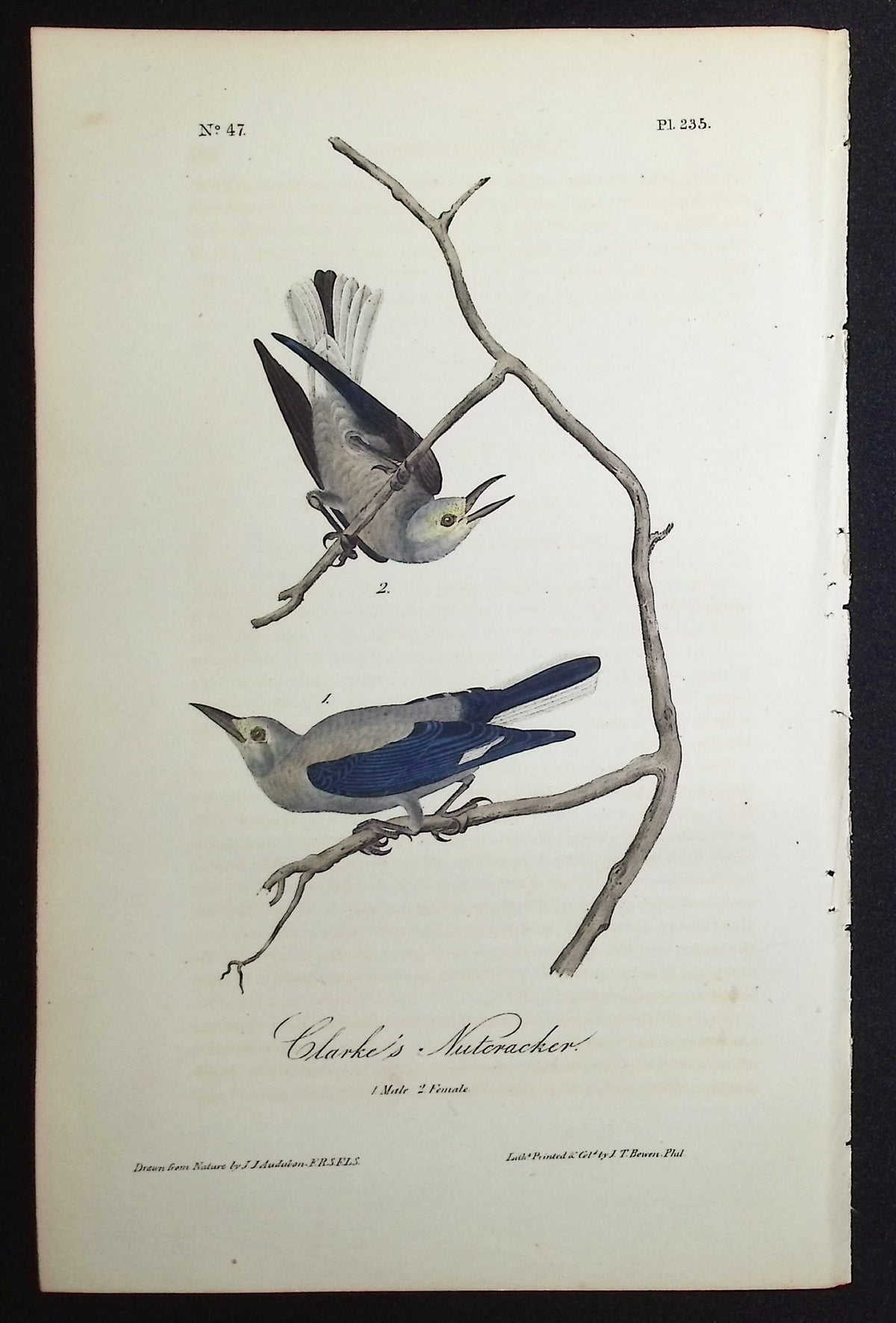 Clarke's Nutcracker