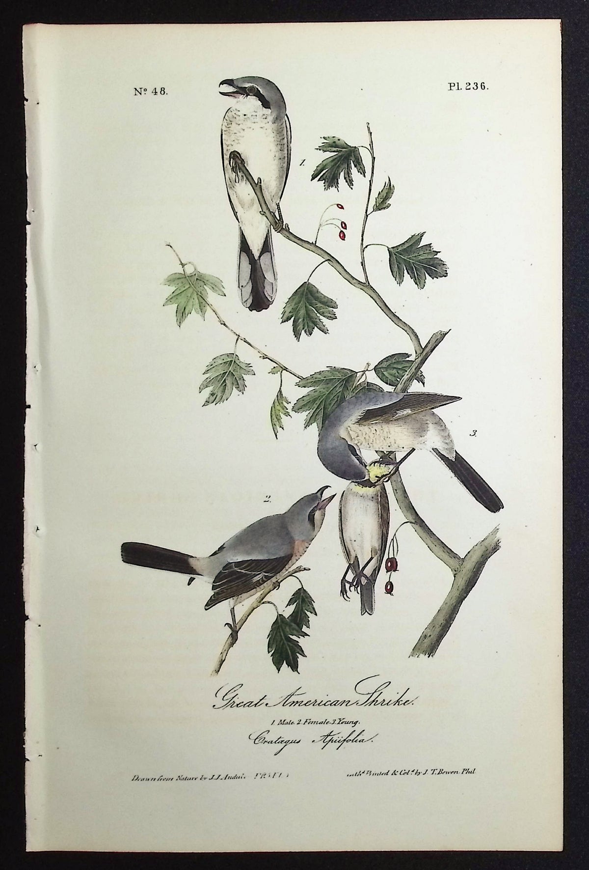 Great American Shrike