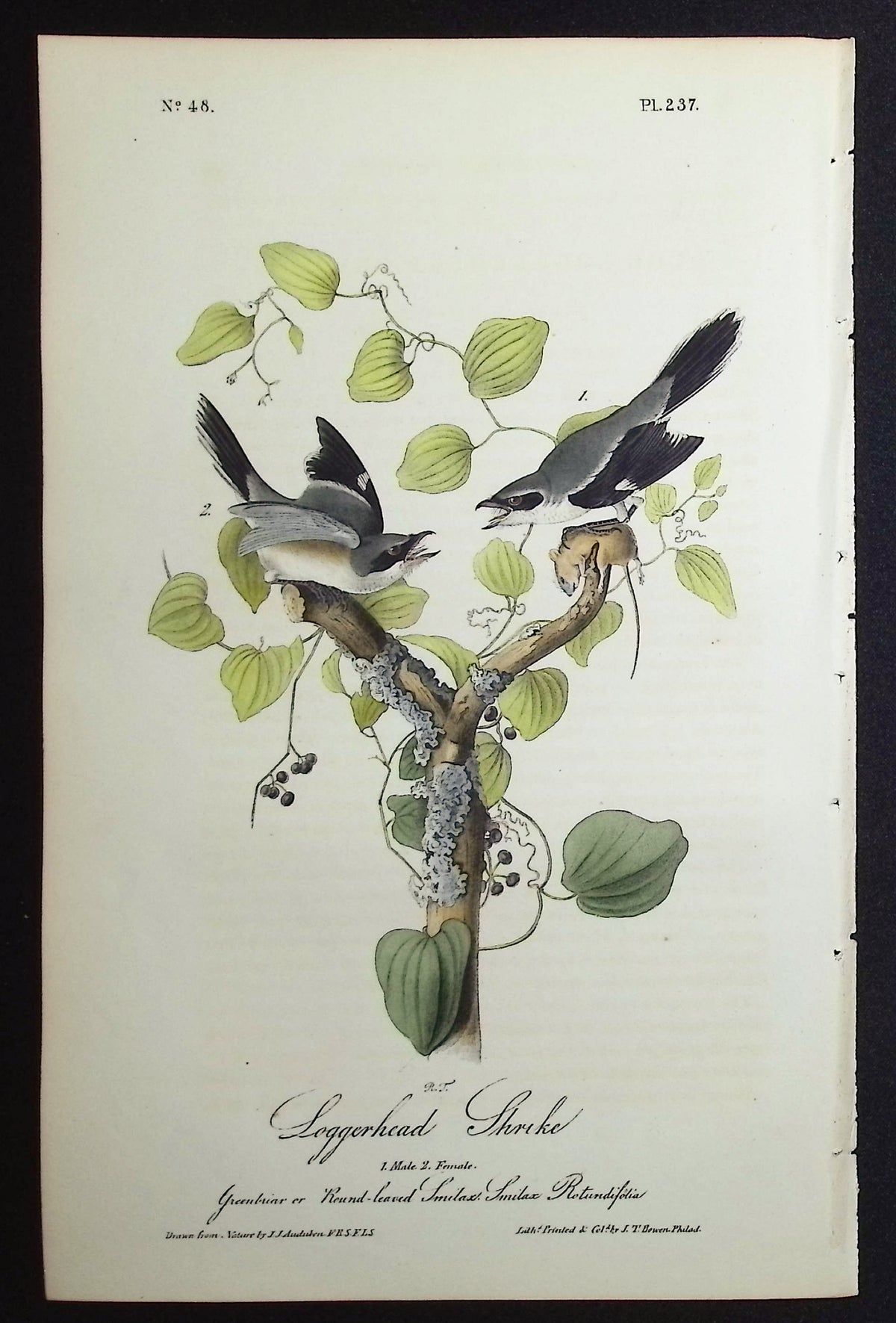 Loggerhead Shrike