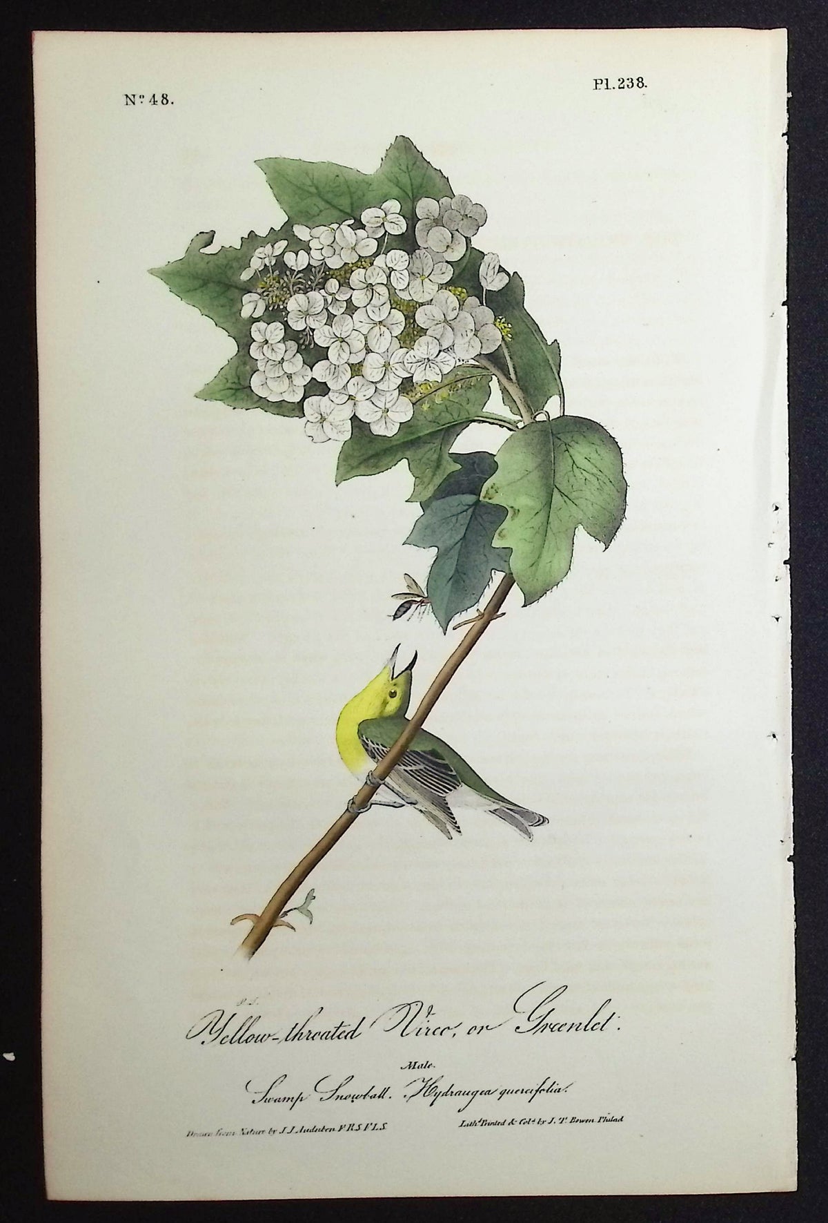 Yellow-Throated Vireo, or Greenlet