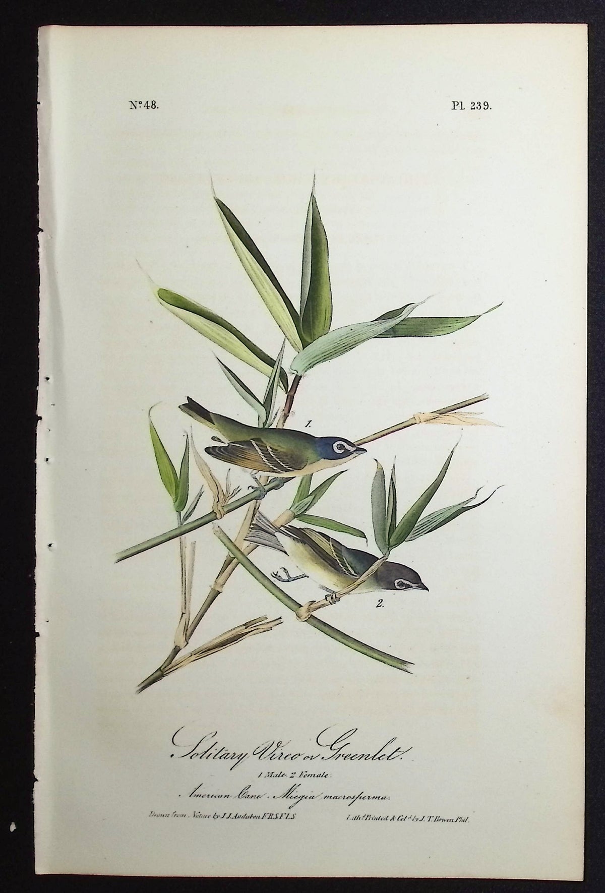 Solitary Vireo or Greenlet