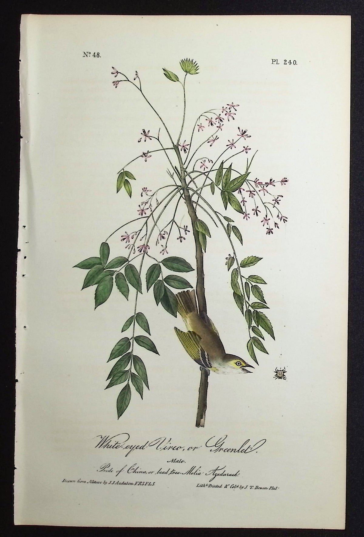 White-eyed Vireo, or Greenlet