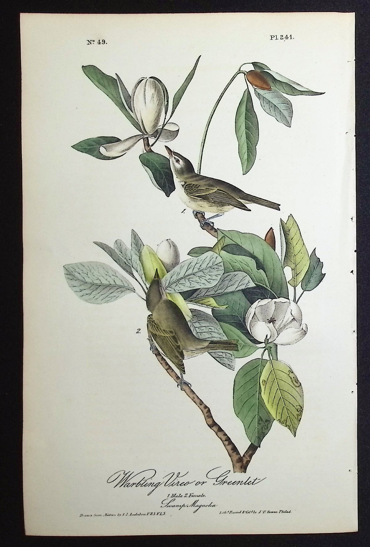 Warbling Vireo or Greenlet