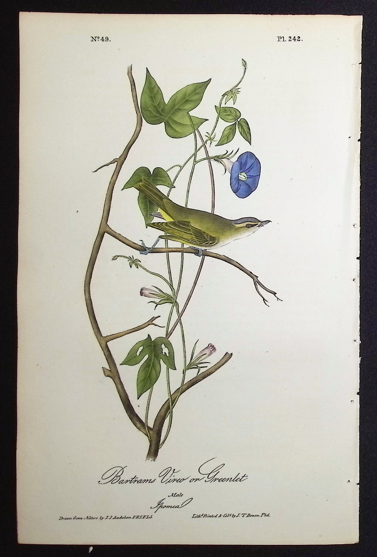 Bartrams Vireo or Greenlet