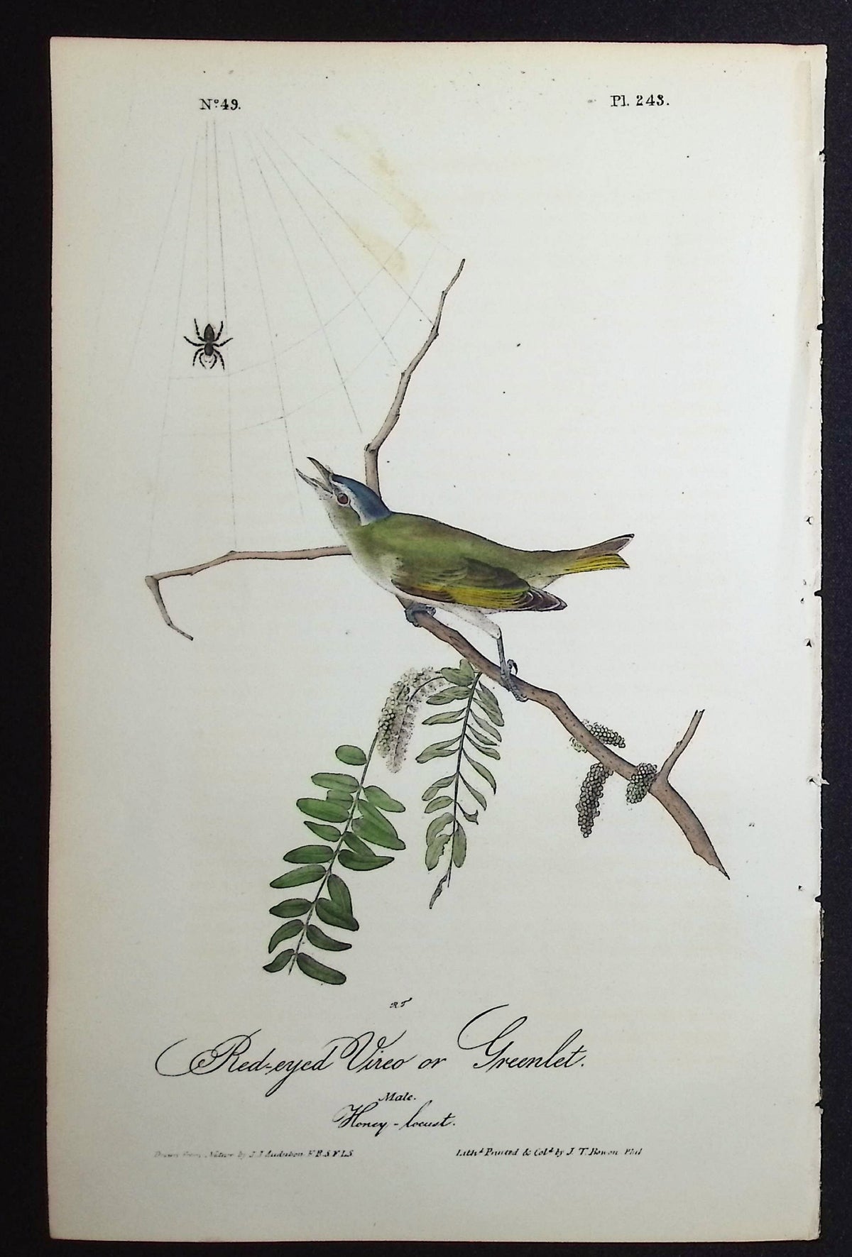 Red-eyed Vireo or Greenlet