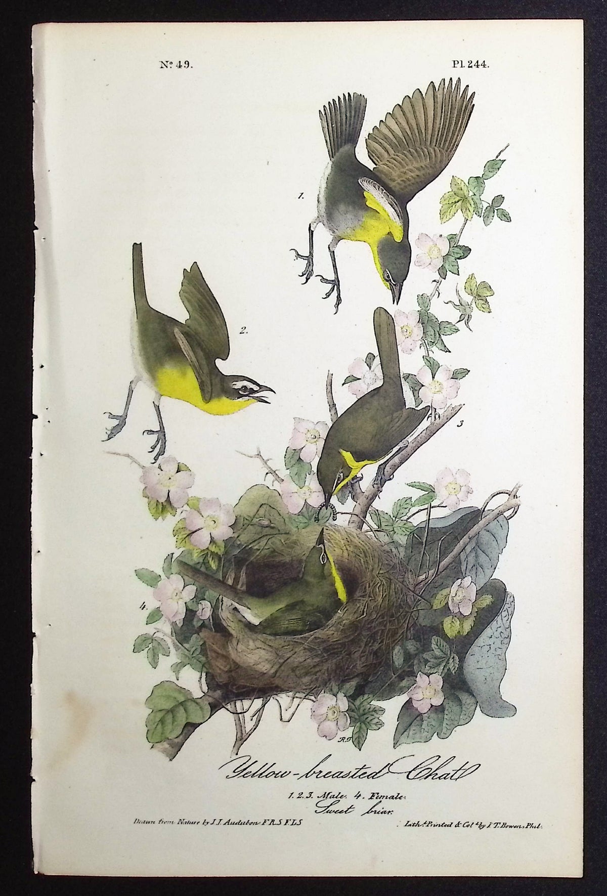 Yellow-breasted Chat