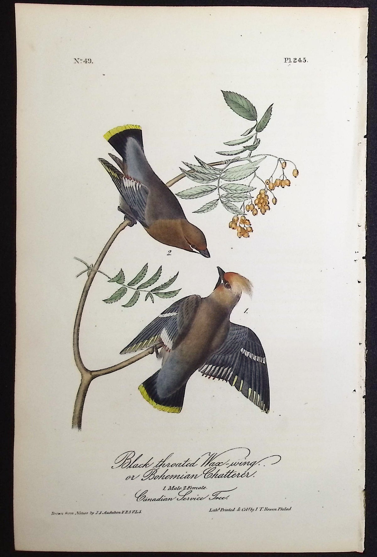 Black throated Wax-wing or Bohemian Chatterer