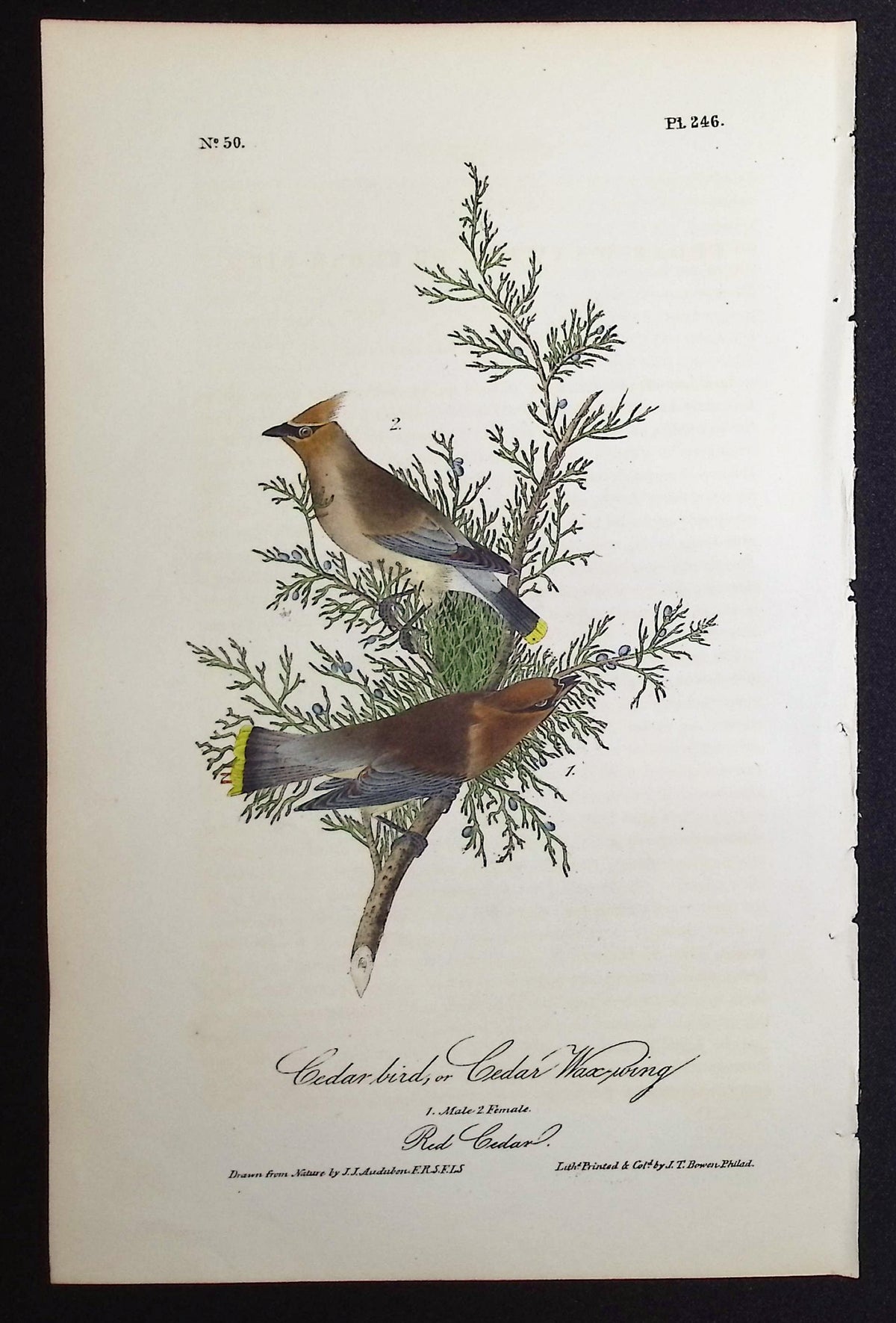 Cedar bird, or Cedar Wax-wing