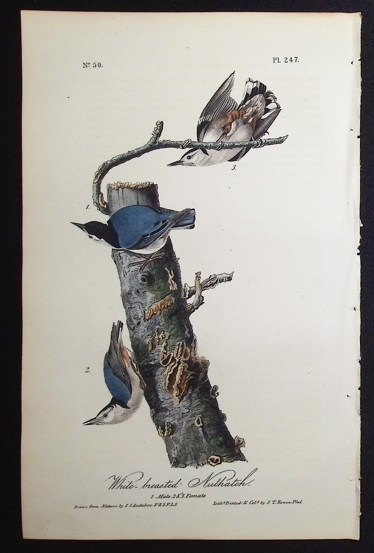 White-breasted Nuthatch